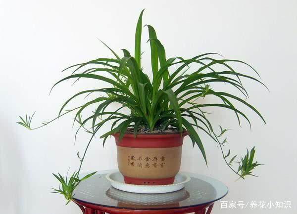 新裝修的門店放哪些植物可以凈化空氣？